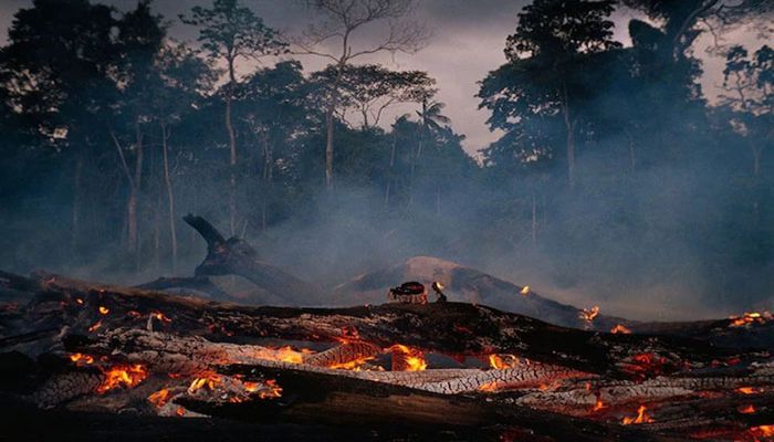 Brazilian Amazon Lost 18 Trees Per Second in 2021: Report  
