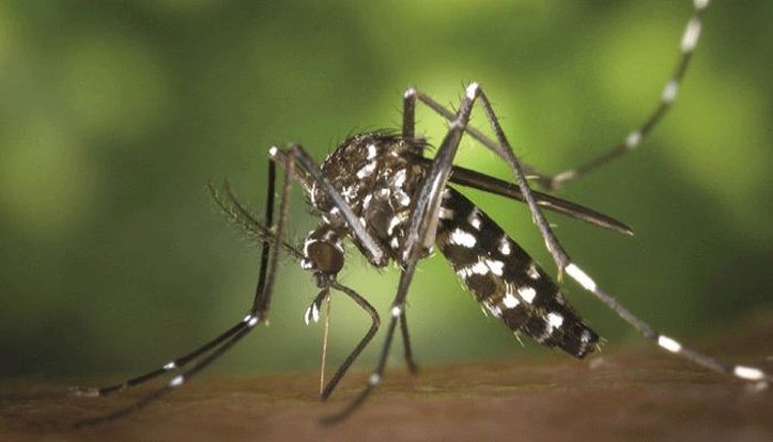 17 New Dengue Patients Hospitalized in 24 Hours 