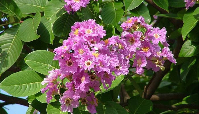 Lagerstroemia speciosa (giant crepe-myrtle, Queen's crepe-myrtle, banabá plant, Jarul, or pride of India) is a species of Lagerstroemia native to tropical southern Asia. It is a deciduous tree with bright pink to light purple flowers.