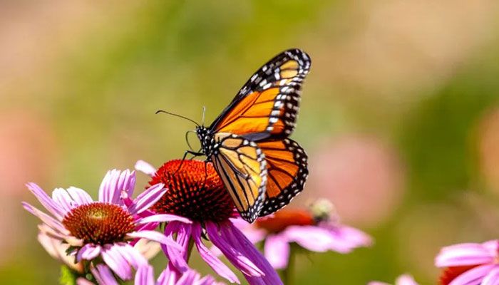 Migratory Monarch Butterfly Joins Global Endangered Species List  