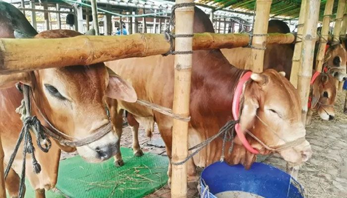 Banks to Stay Open in Dhaka Cattle Market Areas July 8, 9  