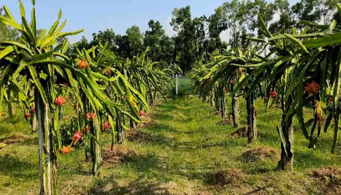 Dragon Farming Makes Rajshahi's Agro-Based Economy Vibrant       