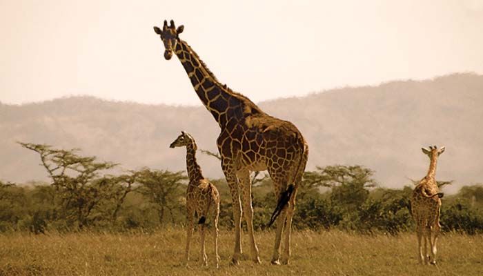 Magical Occurrence as Kenyan Giraffe Gives Birth to a Set of Twins