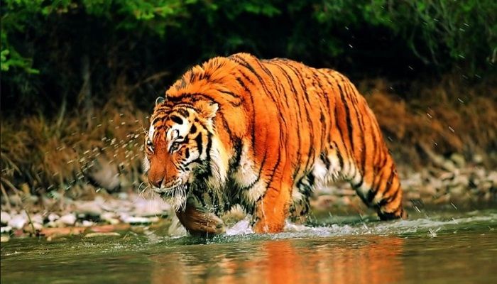 Royal Bengal tiger || Photo: Collected 