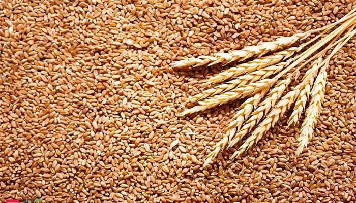 Wheat Prices Fall to Level Last Seen Before Ukraine Invasion