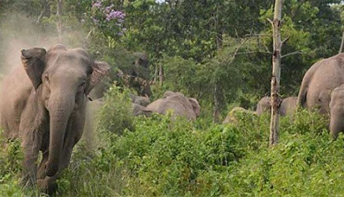 Sherpur Farmer Killed in Wild Elephant Attack 