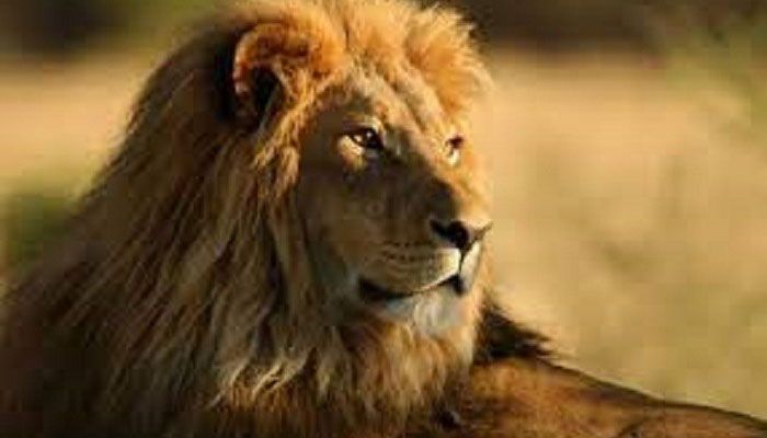 Lion Kills Man at Ghana Zoo Who Entered Its Enclosure 