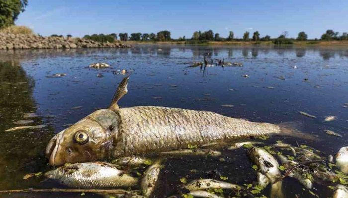 Wildfires Spread, Fish Die Off amid Severe Drought in Europe