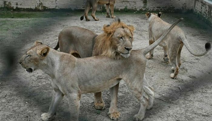 Pakistan Zoo Cancels Lion Auction, Plans Expansion Instead