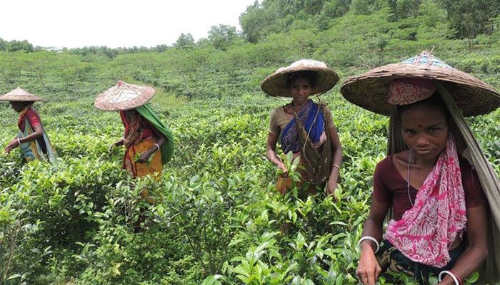 Sylhet Tea Workers Joined Work after 19 Days of Strike  