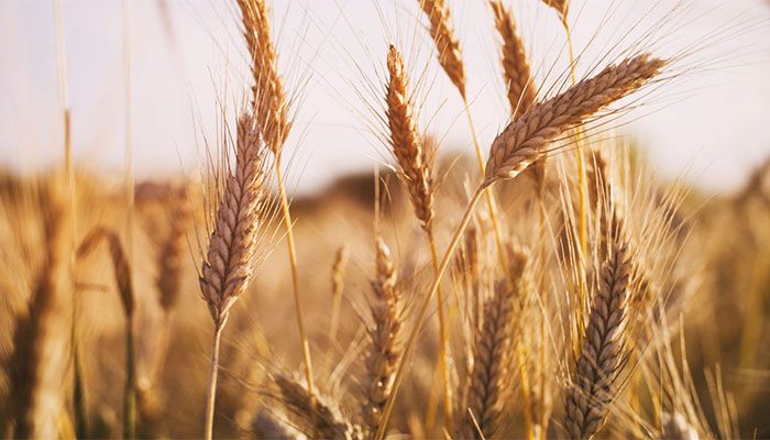 Bangladesh Set to Import 500,000 Tonnes of Russian Wheat