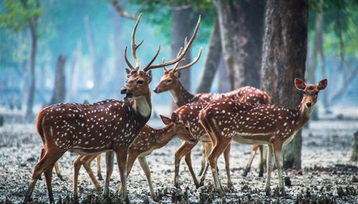 Sundarbans Reopens for Tourists