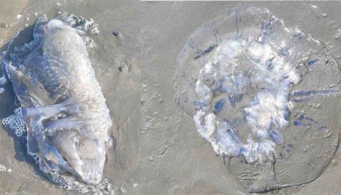 Scores of Jellyfish Carcasses Wash Ashore on Cox’s Bazar Beach  