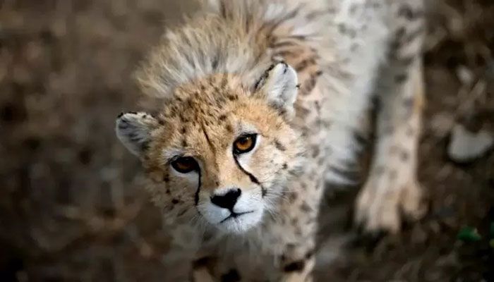 Kooshki, an Asiatic cheetah captured by a poacher as a cub and rescued by the Department of Environment, walks in his enclosure at the Pardisan Zoo in Tehran June 18, 2008 || Reuters File Photo
