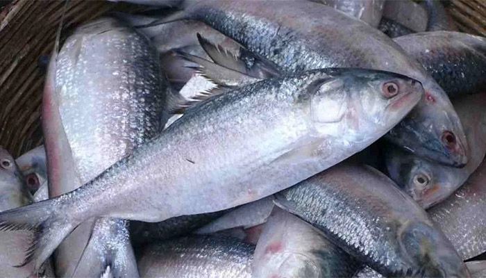 22-Day Ban on Hilsa Fishing Begins Oct 7