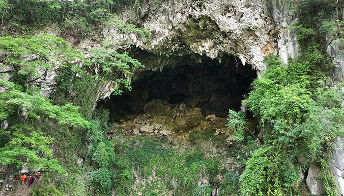 Scientists Discover Hidden Ancient Forest in a Sinkhole