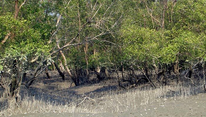 4 More Eco-Tourism Centres To Be Opened in Sundarbans 