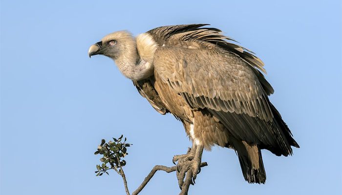 'Bangladesh Ahead Of Everyone in Asia in Protecting the Last of Vultures'
