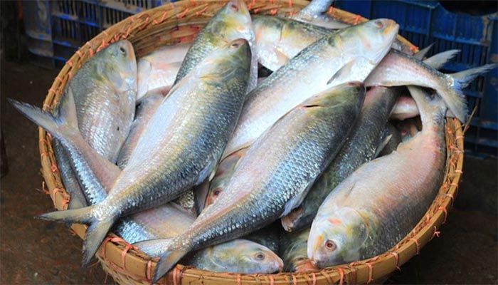 Hilsa Export to India: Bangladesh Earned $1.36Cr This Year So Far