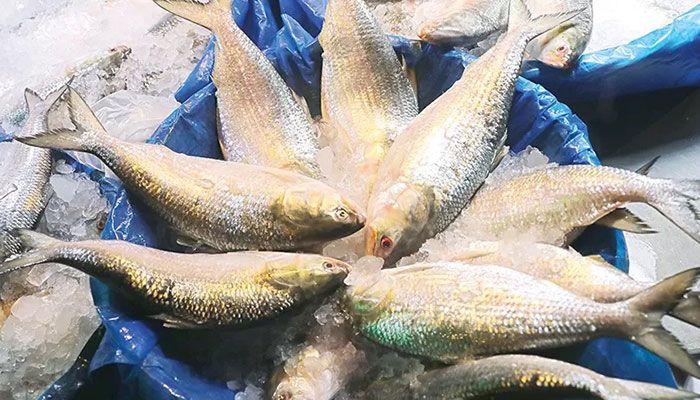 Chandpur Fishermen Gear Up to Catch Hilsa As Ban Ends on Friday Midnight 