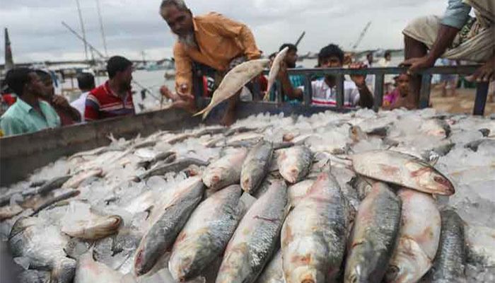 Bhola Markets Abuzz With Fishermen amid Huge Hilsha Catches