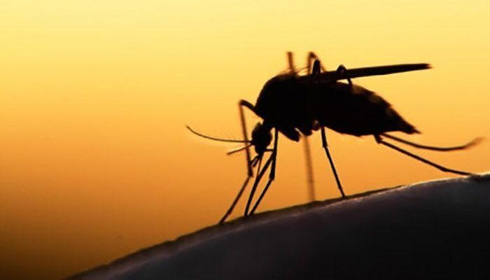 Dengue Menace to Continue till Mid-November: Experts 