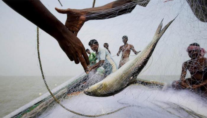 22-Day Ban on Hilsa Fishing Begins Friday