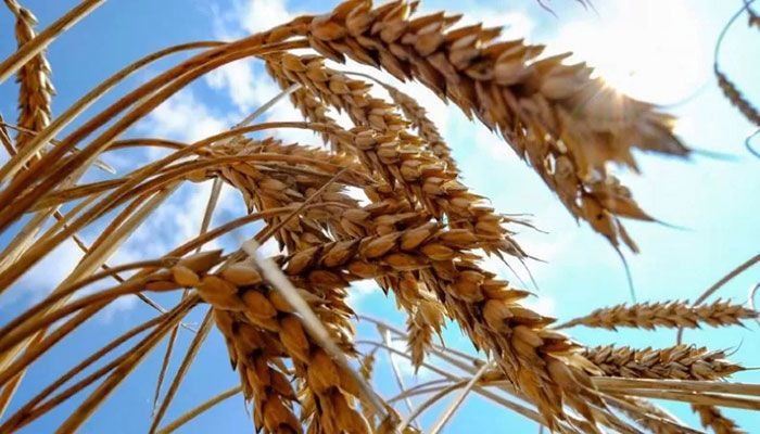 Ukraine Blames Russia for Making Grain Export 'Impossible' 