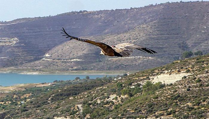 Nature's Cleaners: Cyprus Returns Rare Vultures to Wild 