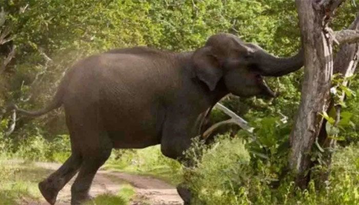 Farmer Killed in Wild Elephant Attack in Sherpur 