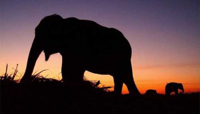 Man Trampled to Death by Elephant in Netrokona