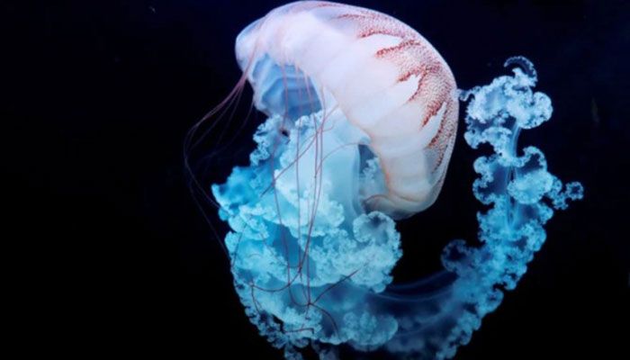 Jellyfish: Out of the Fishing Net And Into the Export Basket? 