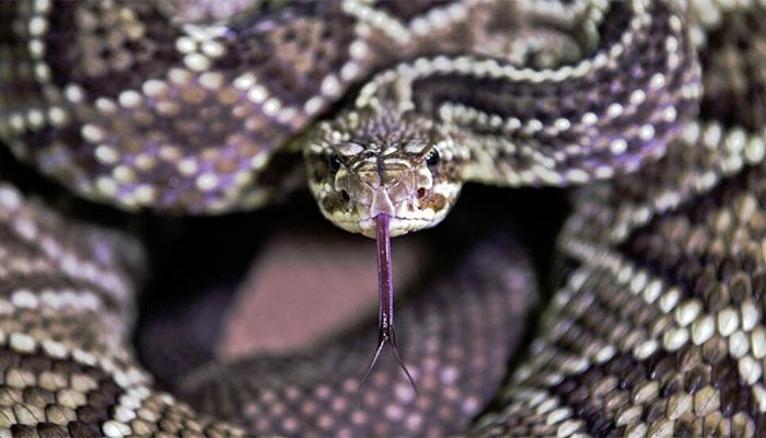 Snakes Have Clitorises, Scientists Say, Slamming Research 'Taboo'   