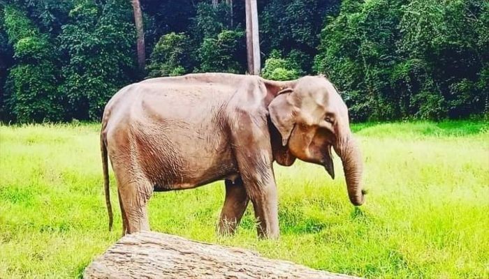 A still image of Rongmala (elephant) at Dulahazra Safari Park || Photo: Cox's Bazar Correspondent 