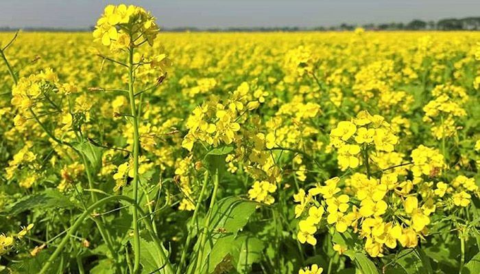 Across the horizon, the crop fields are covered in mustard-yellow flowers in Tangail. As far as the eyes can see only yellow and yellow - it is like the kingdom of yellow.