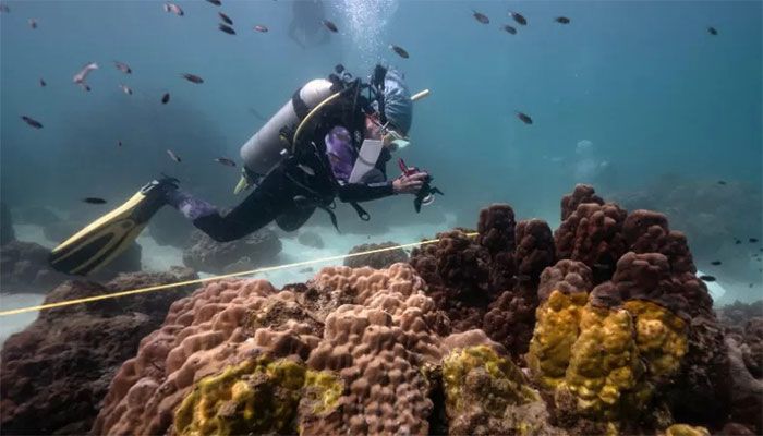Lalita "Nan" Putchim, marine biologist and specialist in coral biology from Thailand's Department of Marine and Coastal Resources, taking a photo of an outbreak of yellow-band disease on coral formations off the coast of Samae San island in Thailand on December 22, 2022 || AFP Photo