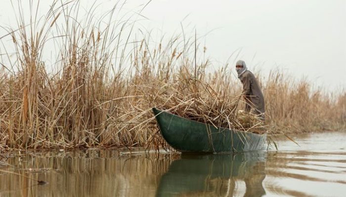 After Drought, Winter Rains Revive Iraq's Famed Marshlands   