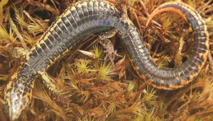 New Species of Lizard Discovered in Peru National Park 