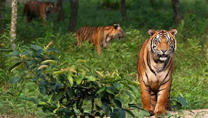 Fear of Tiger Attack Grips 6 Villages along Sundarbans   