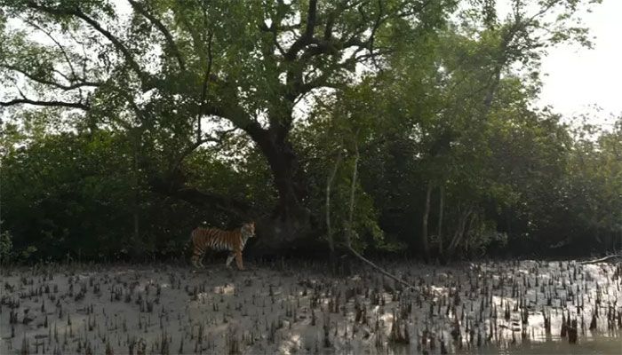 Tiger Census: Installation of Cameras Begins in Sundarbans 