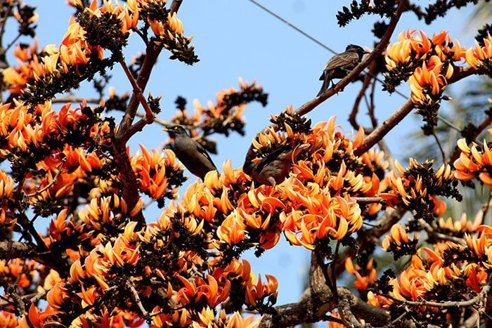 The Palash trees are covered with flowers. The fire-like color of Palash is exposed to the sunlight.