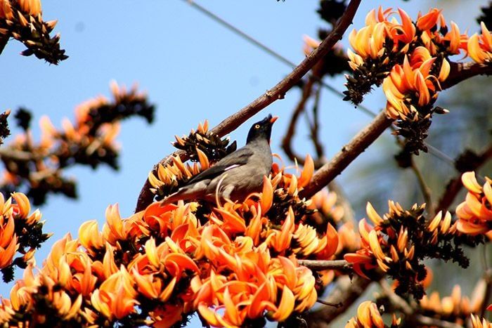 Palash is not only beautiful to look at, but the flowers also contain honey. Bees and birds flock to eat honey.