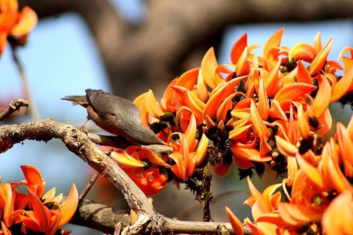 The bird is looking for honey by inserting its mouth into the flower. The Indian Myna is a very active and clever bird.