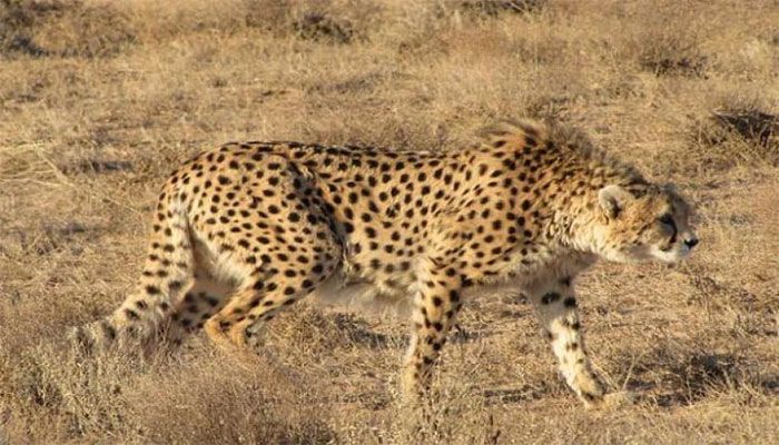 Iran's Rare cheetah Cub Dies of Kidney Failure  
