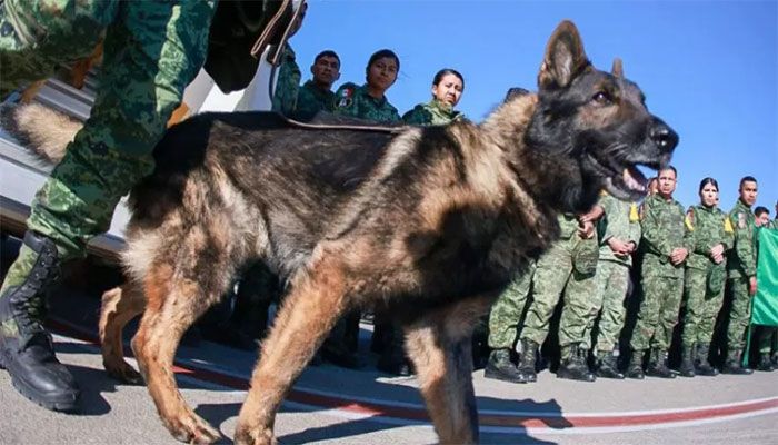Mexico Hails 'Heroic' Rescue Dog That Died in Turkey 