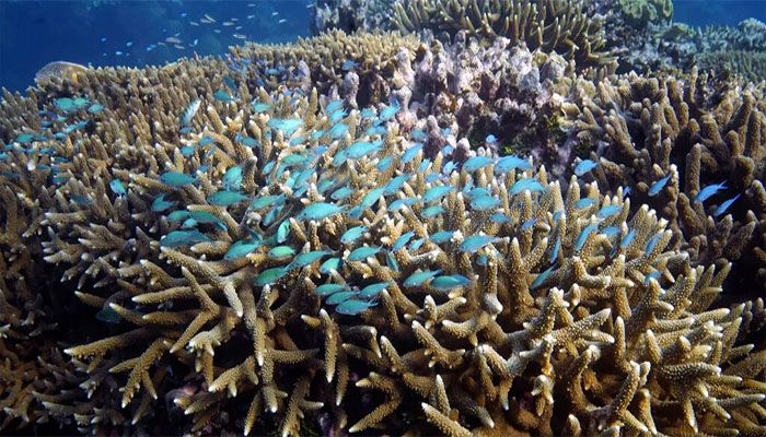 UN Ocean Treaty Talks Resume with Goal to Save Biodiversity