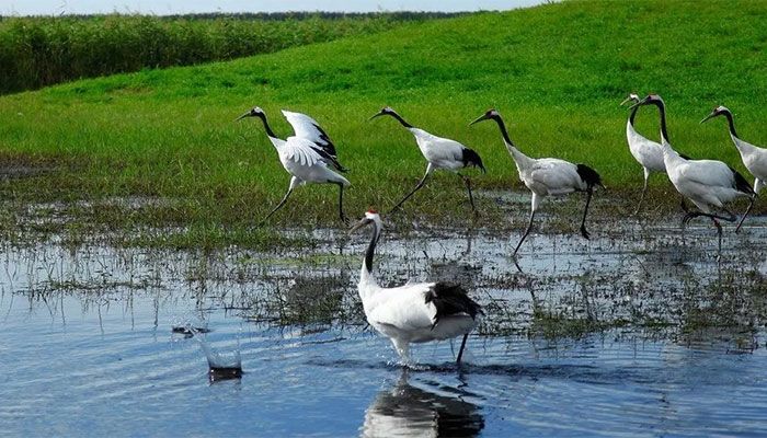UN: Revive, Restore Wetlands, Home to 40% of All Biodiversity   