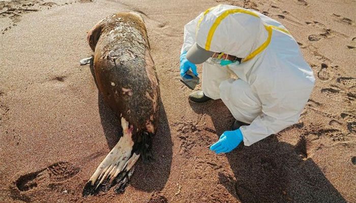 Peru Reports Hundreds of Sea Lion Deaths due to Bird Flu  