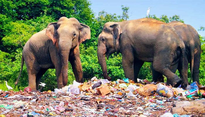 Sri Lanka Bans Single-Use Plastics to Save Elephants  