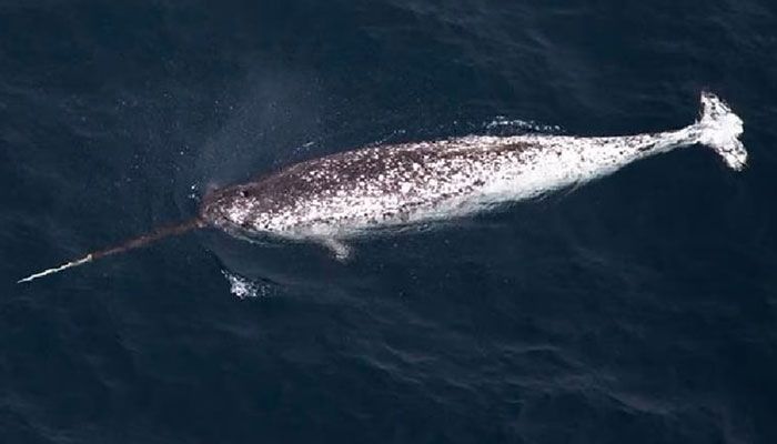 Narwhals' Climate-Vulnerable Winter Feeding Crucial for survival: Study 